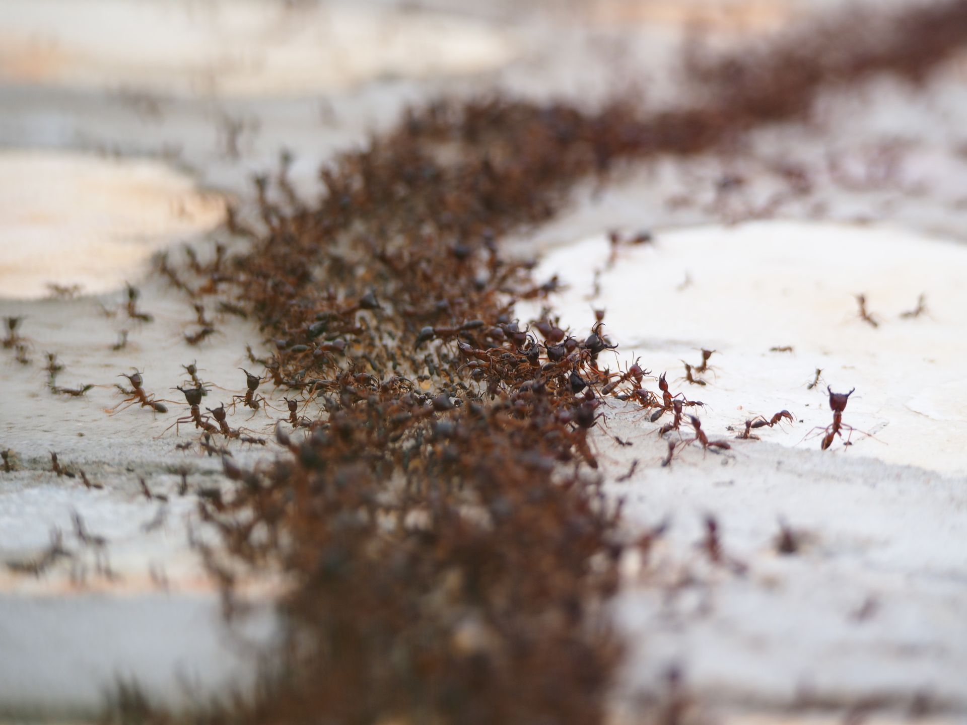 ants