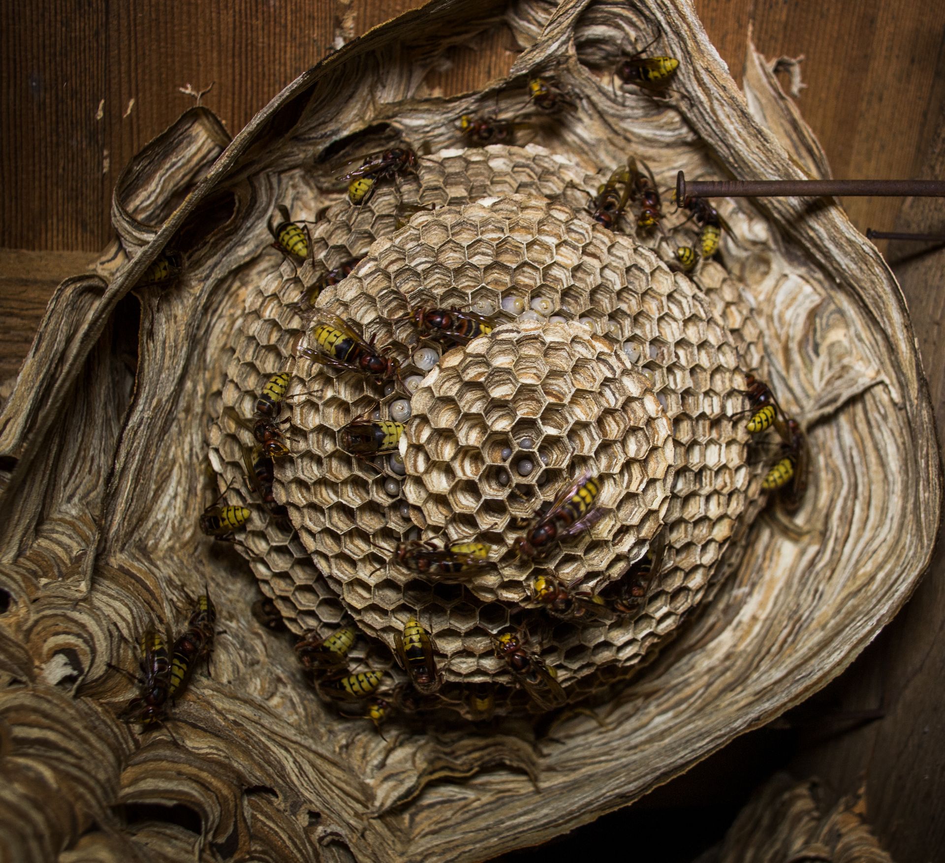 hornet nest