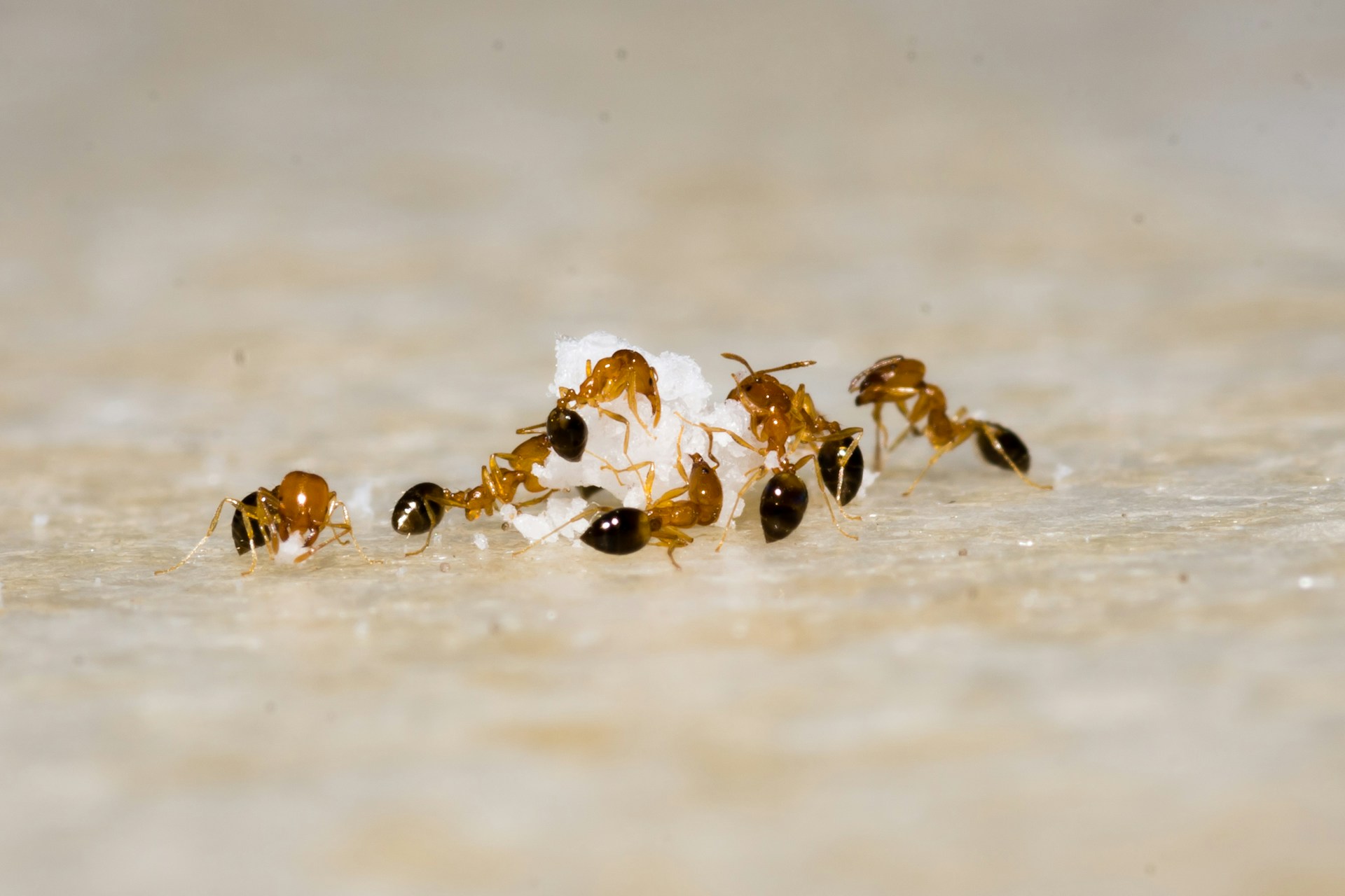 Ant control