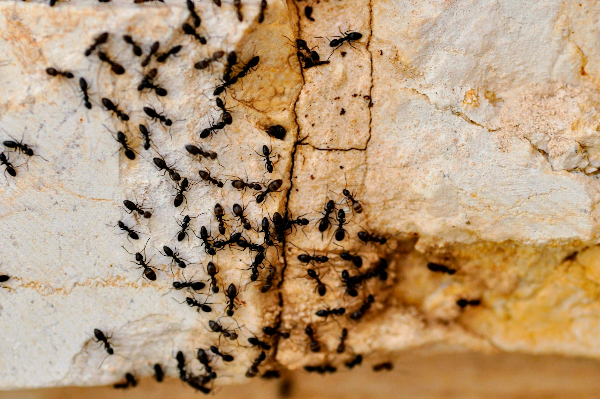 ants